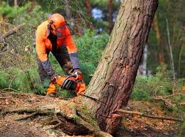 Goreville, IL Tree Removal and Landscaping Services Company